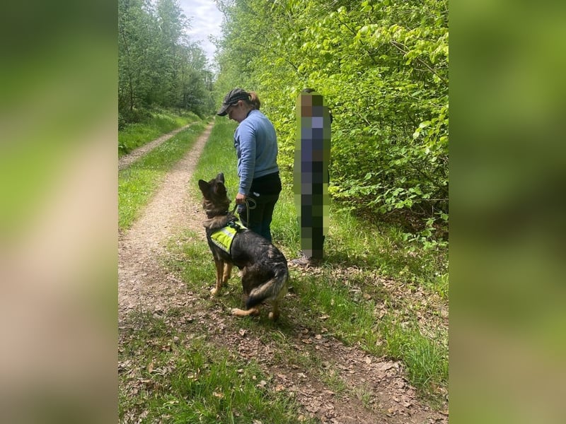 Deutsche Schäferhündin