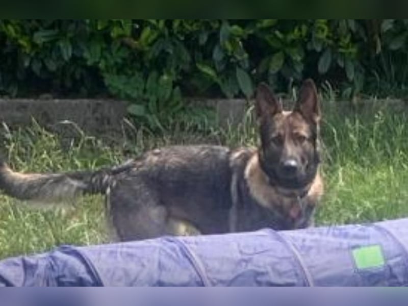 Deutsche Schäferhündin