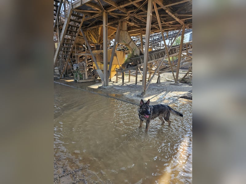 Deutsche Schäferhündin