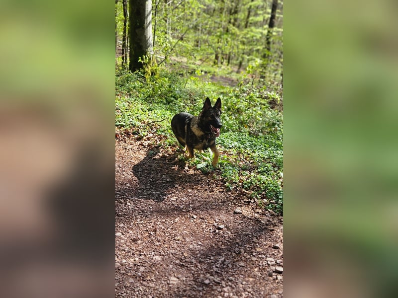 Deutsche Schäferhündin