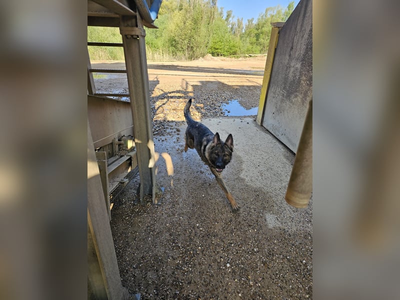 Deutsche Schäferhündin