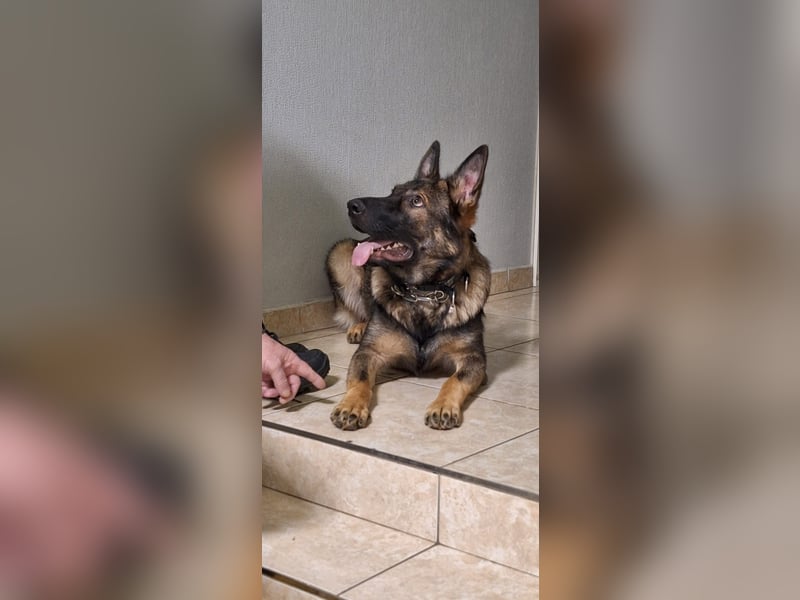 Deutsche Schäferhündin