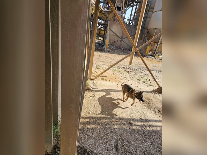 Deutsche Schäferhündin