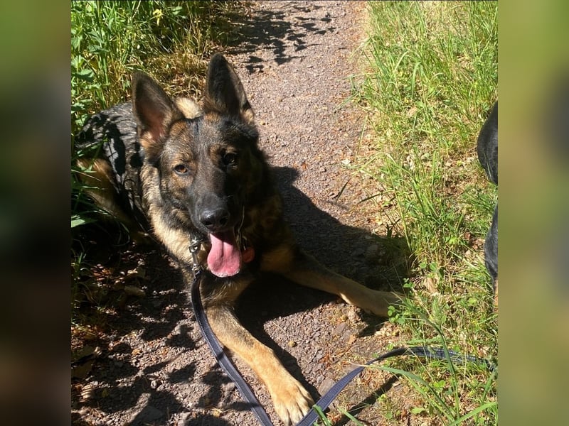 Deutsche Schäferhündin