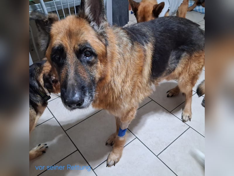 Argo - ruhig, geduldig, liebevoll -  wer schenkt ihm einen Platz in seinem Herzen? ?