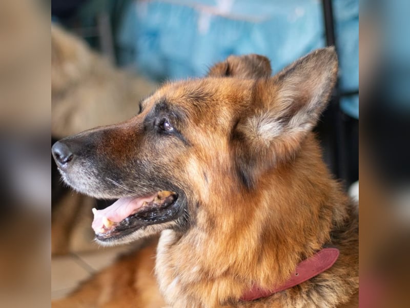 Argo - ruhig, geduldig, liebevoll -  wer schenkt ihm einen Platz in seinem Herzen? ?