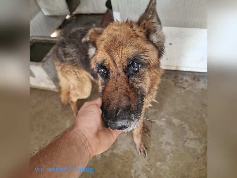 Argo - ruhig, geduldig, liebevoll -  wer schenkt ihm einen Platz in seinem Herzen? ?