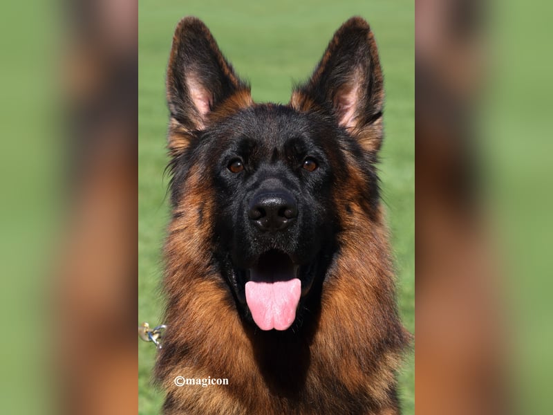 Schäferhund Rüde Langstockhaar