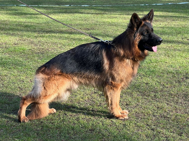 Schäferhund Rüde Langstockhaar