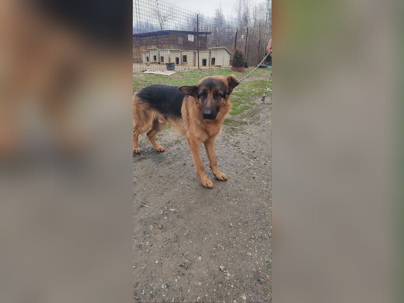 Konti - loyale und feine Seele