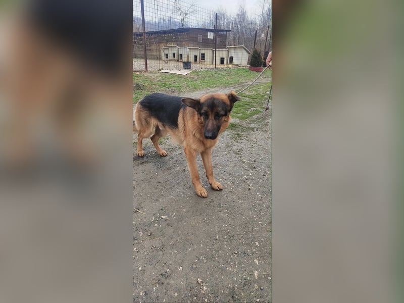 Konti - loyale und feine Seele