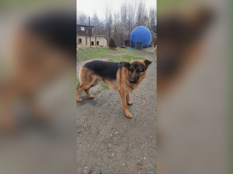 Konti - loyale und feine Seele