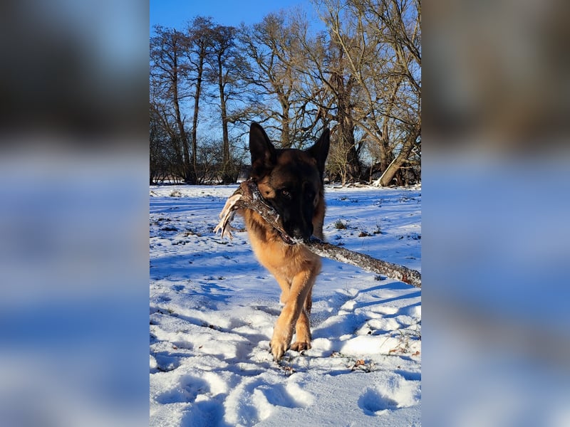 Deutscher Schäferhund Rüde DDR Linie