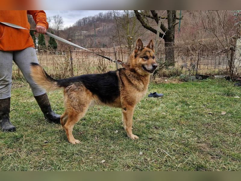 Schäfi-Rüde Thomas ❤️ intelligenter + lieber Einzelprinz