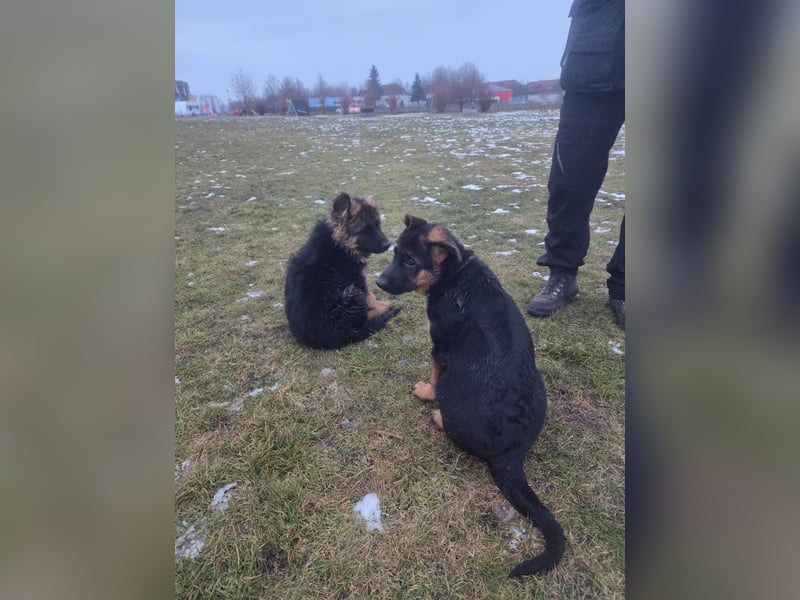 Deutsche Schäferhund Welpen mit Papiere.
