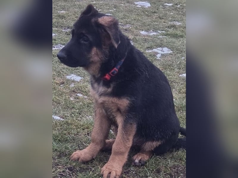 Deutsche Schäferhund Welpen mit Papiere.