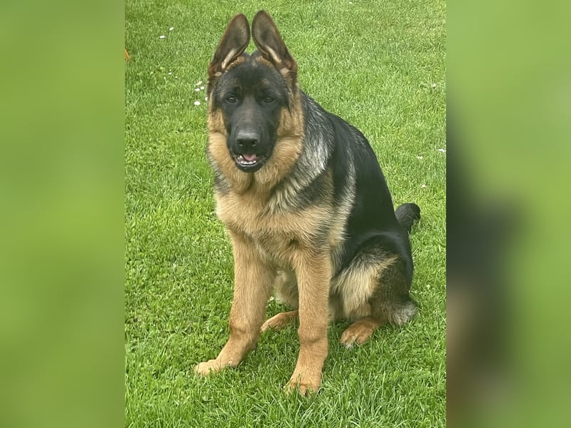 Deutscher Schäferhund Welpe mit Papiere
