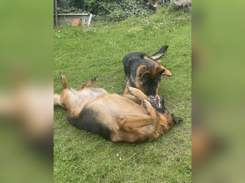 Deutscher Schäferhund Welpe mit Papiere