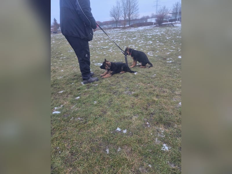 Deutsche Schäferhund Welpen mit Papiere.