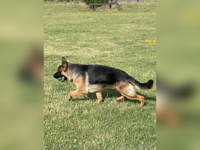 Deutscher Schäferhund Welpe (Jugendlich)Rüde mit Papiere
