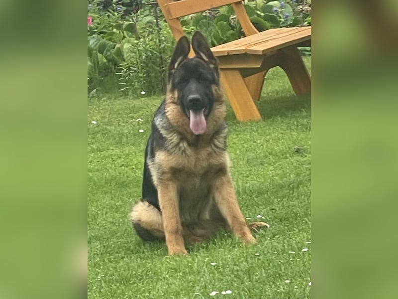 Deutscher Schäferhund Welpe mit Papiere