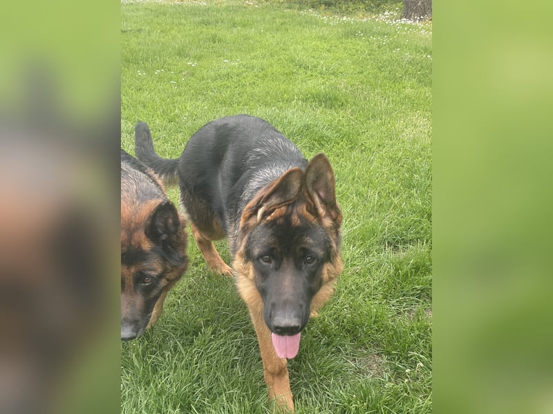 Deutscher Schäferhund Welpe mit Papiere