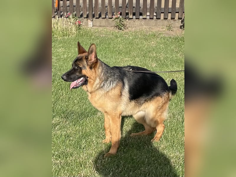 Deutscher Schäferhund Welpe (Jugendlich)Rüde mit Papiere