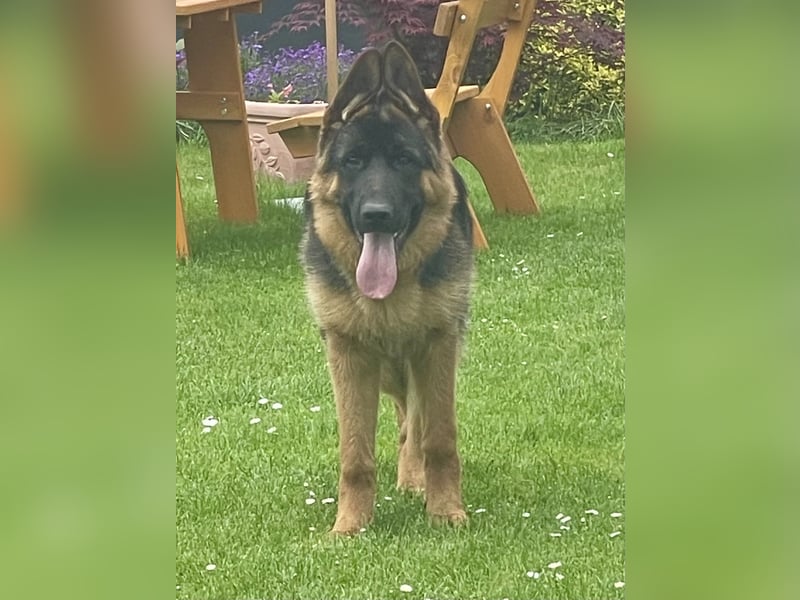 Deutscher Schäferhund Welpe mit Papiere