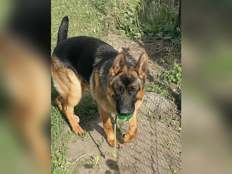 Deutscher Schäferhund Welpe (Jugendlich)Rüde mit Papiere