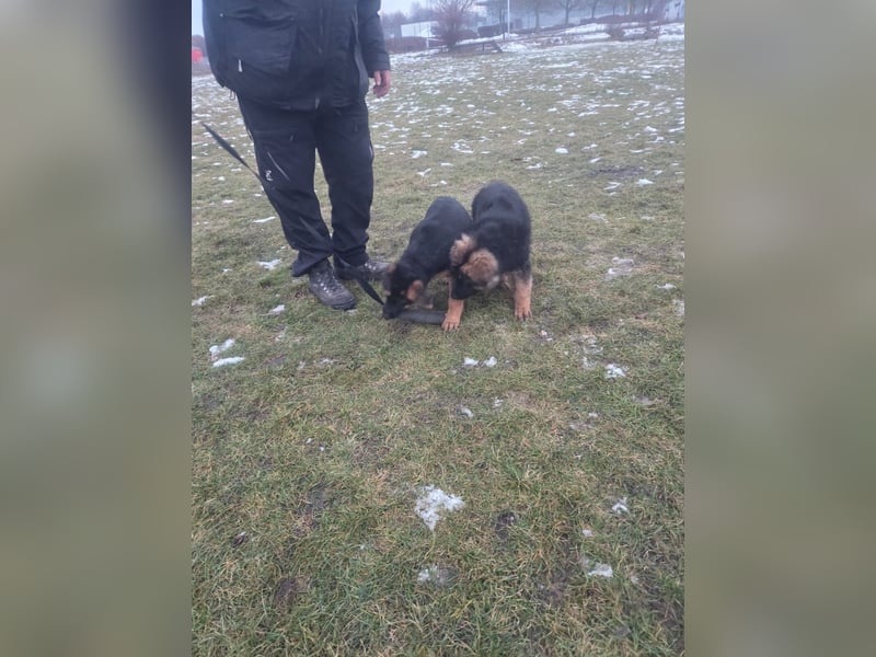 Deutsche Schäferhund Welpen mit Papiere.