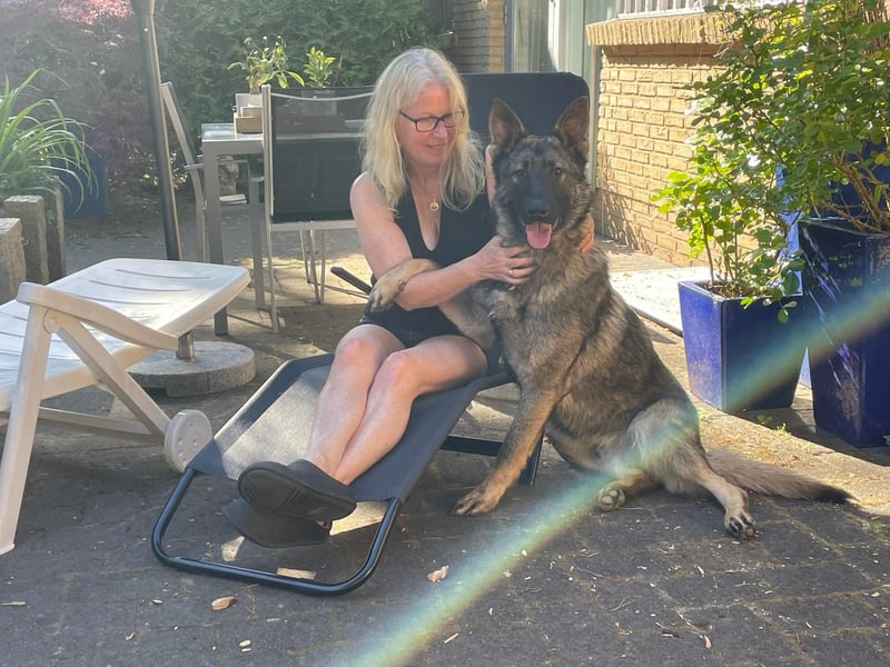 Deutscher Schäferhund - sozialer Jungrüde mit wölfischem Aussehen