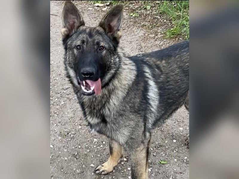Deutscher Schäferhund - sozialer Jungrüde mit wölfischem Aussehen
