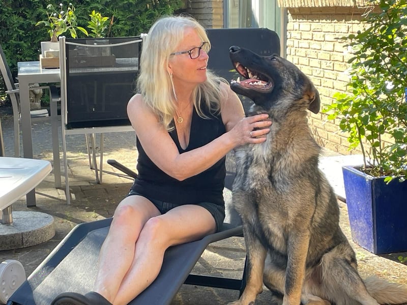 Deutscher Schäferhund - sozialer Jungrüde mit wölfischem Aussehen