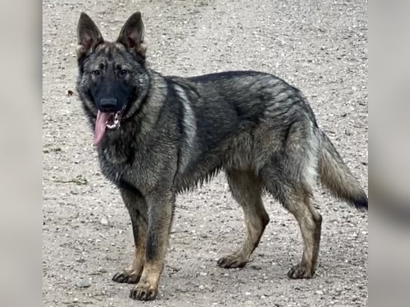 Deutscher Schäferhund - sozialer Jungrüde mit wölfischem Aussehen