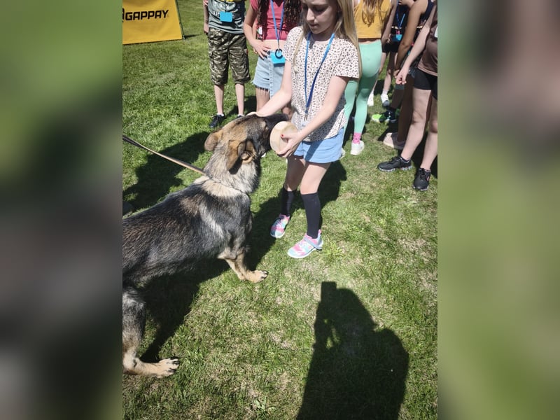 Deutscher Schäferhund - sozialer Jungrüde mit wölfischem Aussehen