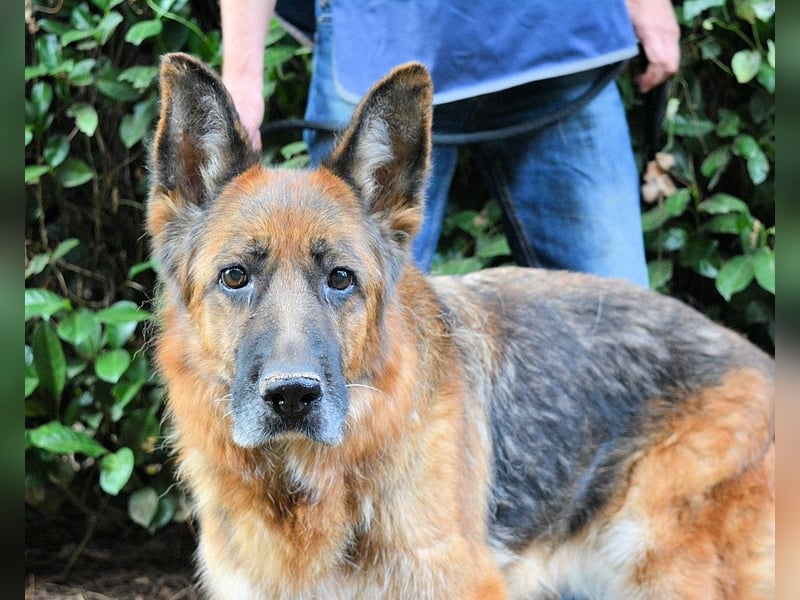 Diantha - NOTFALL!!! - Noch sind die letzten Seiten nicht geschrieben