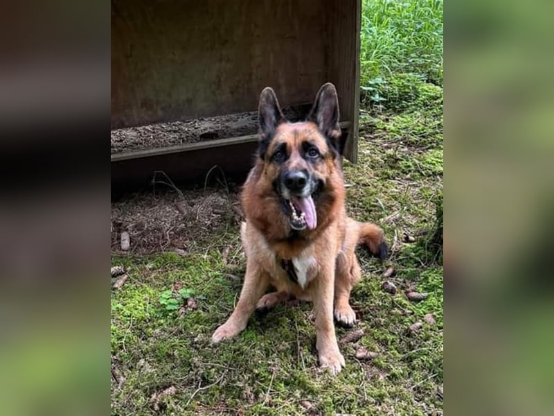 Maxl - Zuhause gesucht (Vermittlungshilfe)