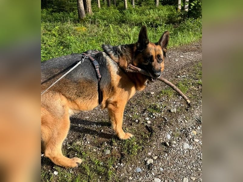 Maxl - Zuhause gesucht (Vermittlungshilfe)