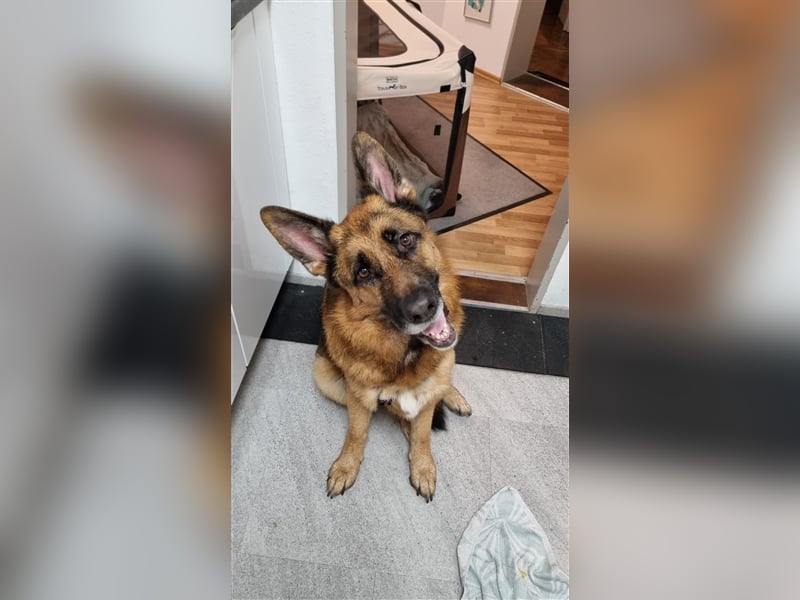 Maxl - Zuhause gesucht (Vermittlungshilfe)