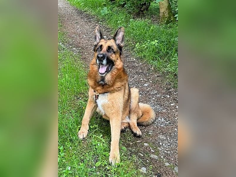 Maxl - Zuhause gesucht (Vermittlungshilfe)