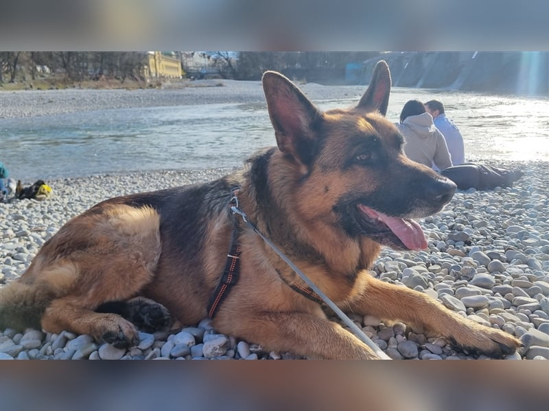 Maxl - Zuhause gesucht (Vermittlungshilfe)