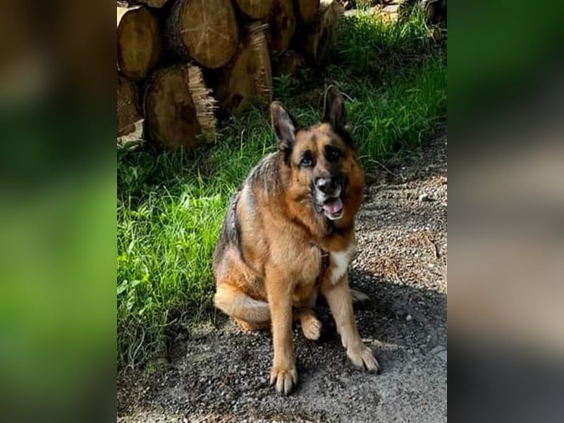 Maxl - Zuhause gesucht (Vermittlungshilfe)