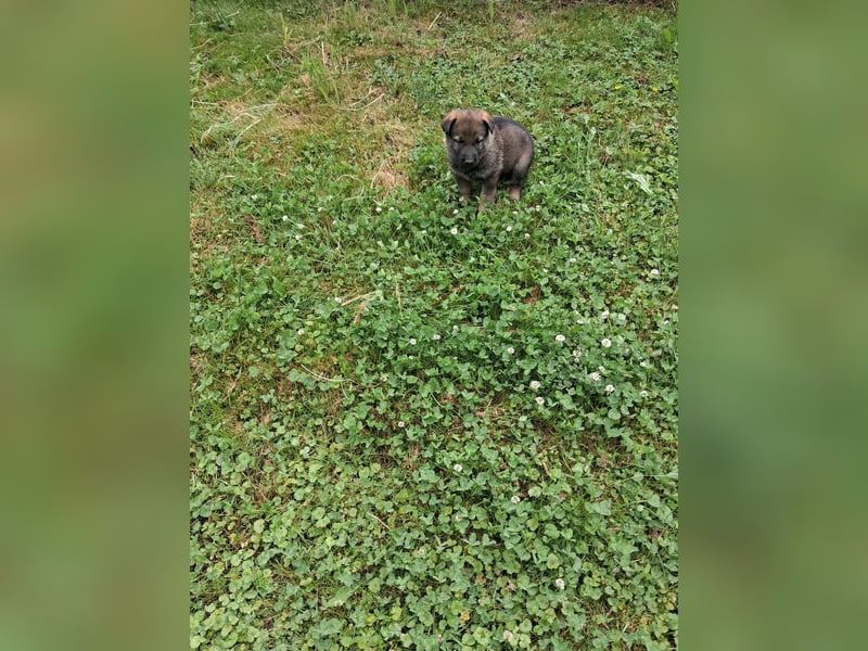 Deutschr Schäferhundewelpen abzugeben