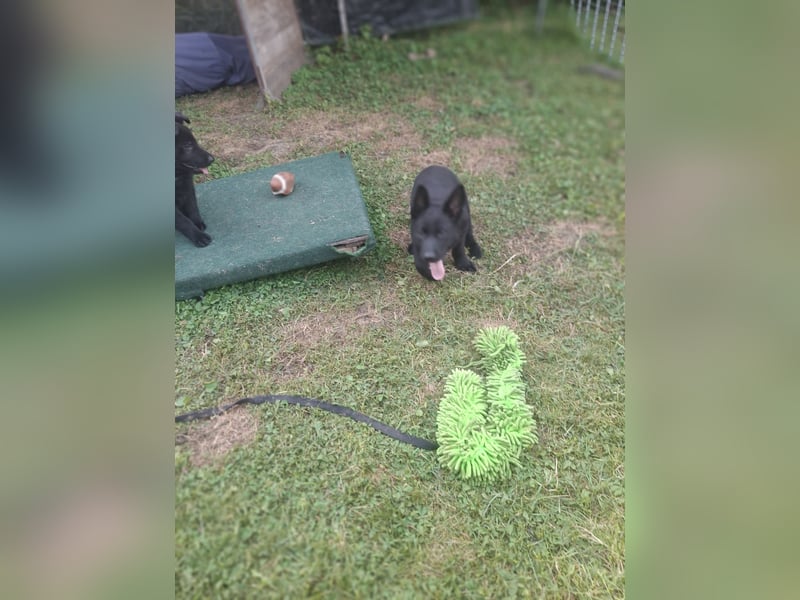 Deutsche Schäferhundewelpen abzugeben