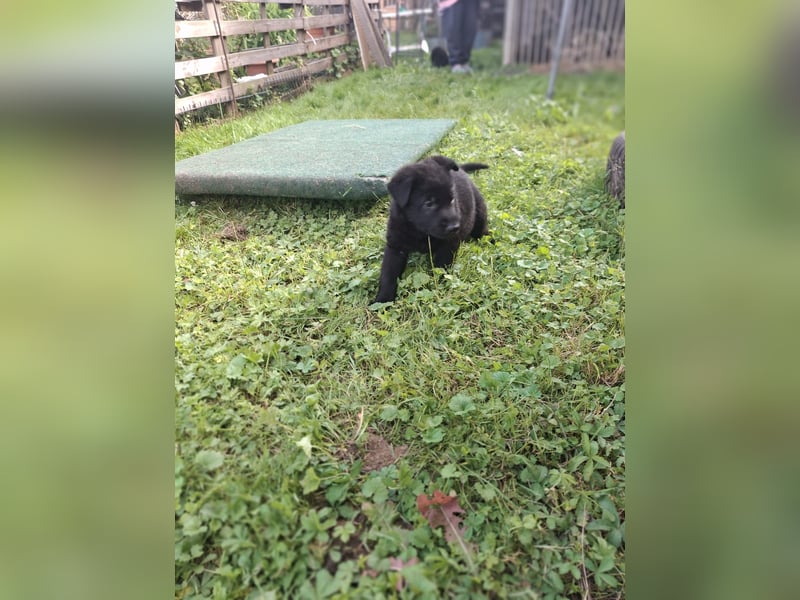 Deutsche Schäferhundewelpen abzugeben