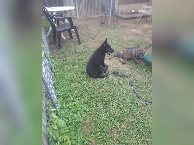 Deutsche Schäferhundewelpen abzugeben