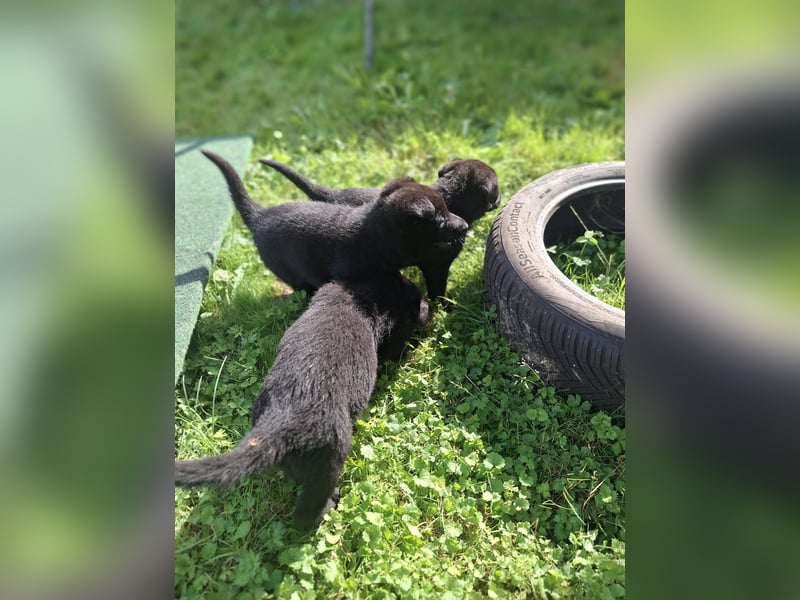 Deutsche Schäferhundewelpen abzugeben