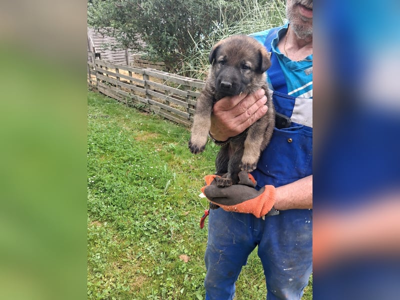 Deutschr Schäferhundewelpen abzugeben