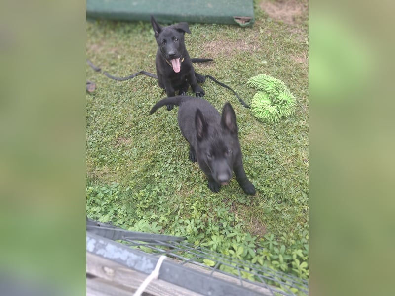 Deutsche Schäferhundewelpen abzugeben