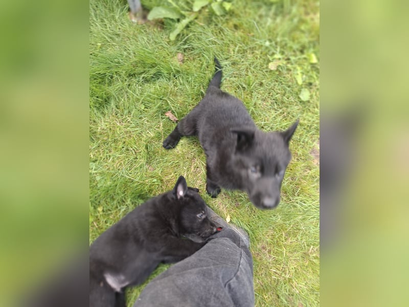 Deutsche Schäferhundewelpen abzugeben